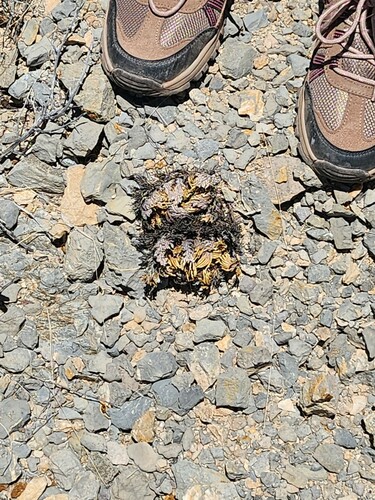 resurrection plant