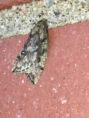 Paleacrita merriccata