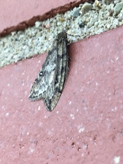 Paleacrita merriccata