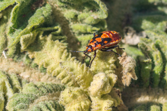 Spilostethus pandurus