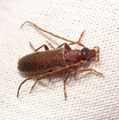 Sparedrus aspersus