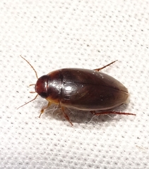 Copelatus chevrolati