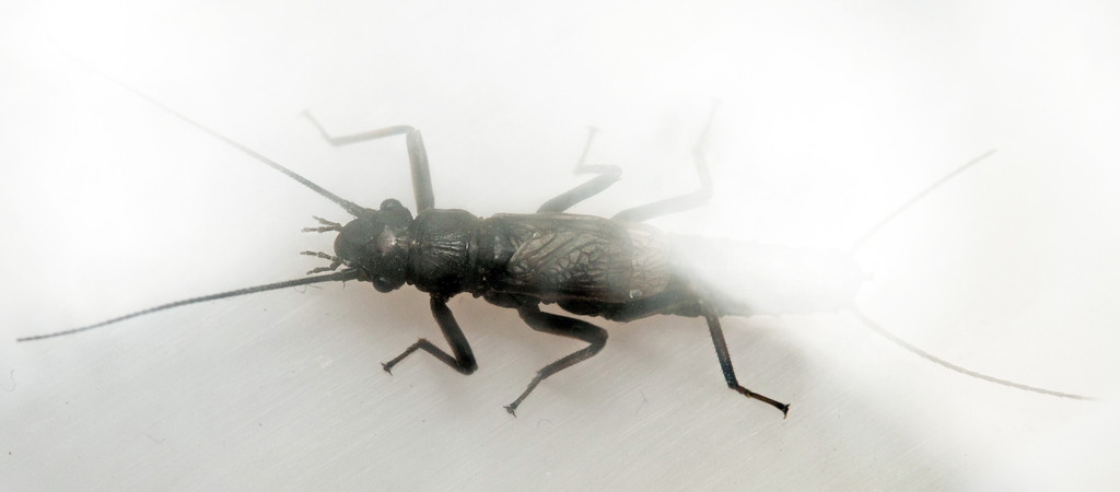 Arctic Springfly