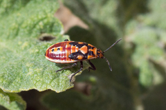 Spilostethus pandurus