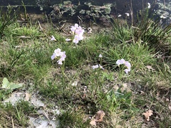 Cardamine pratensis