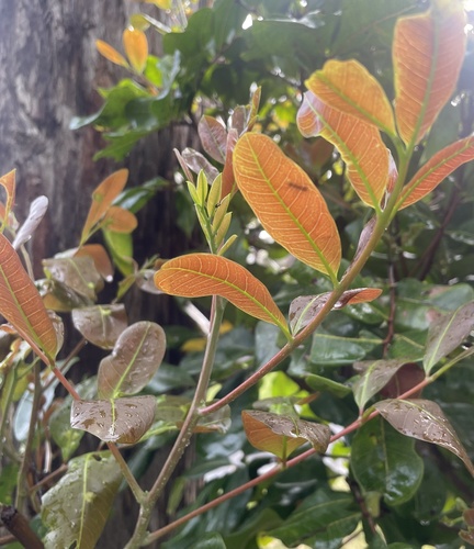 Cupaniopsis anacardioides