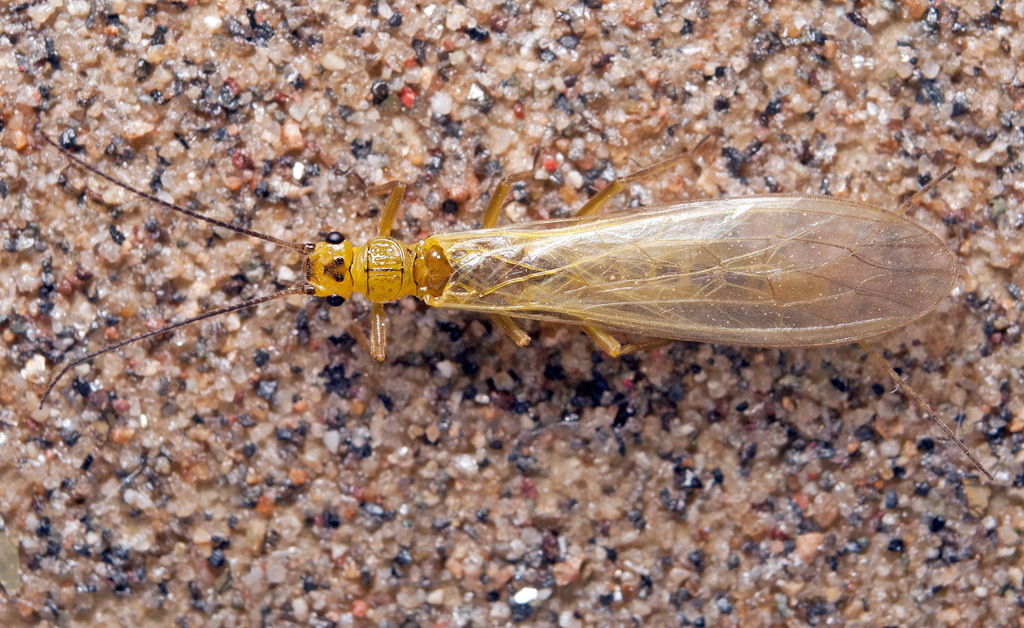 Siphonoperla burmeisteri