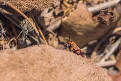 Spilostethus pandurus