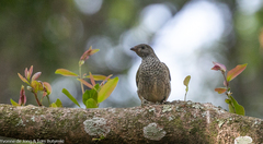 Indicator variegatus
