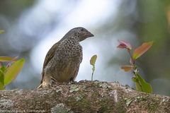 Indicator variegatus