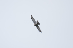 Accipiter virgatus