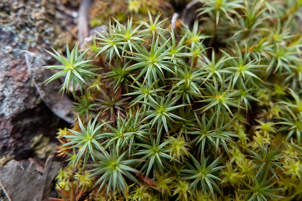 juniper haircap moss from Castlemaine VIC, Australia on November 25