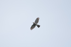 Accipiter virgatus fuscipectus