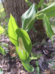 Uvularia perfoliata