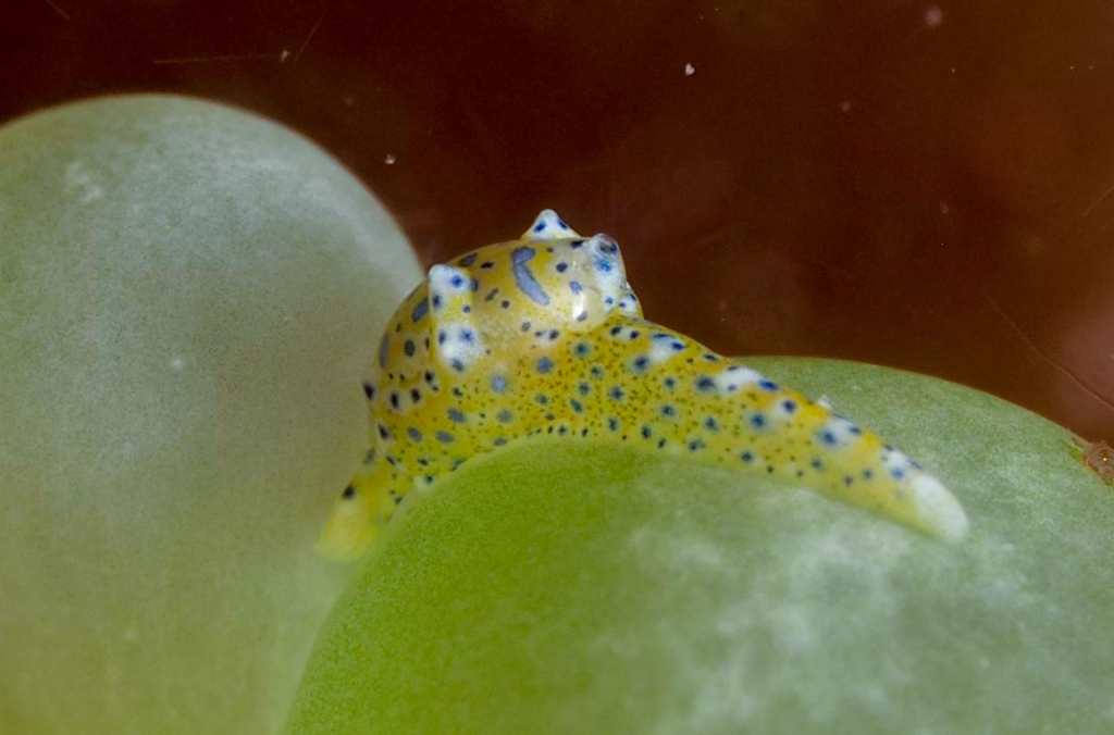 Oxynoe jacksoni