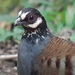 Malaysian Partridge - Photo (c) John Howes, some rights reserved (CC BY-NC), uploaded by John Howes