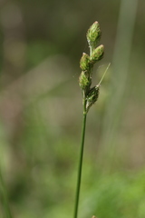Carex longii