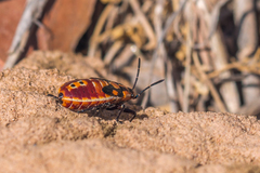 Spilostethus pandurus