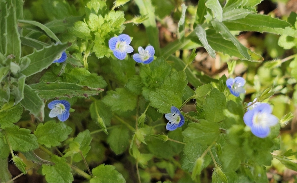 Vic Speedwell bird's-eye speedwell from Upwey VIC 3158, Australia on November 25 ...