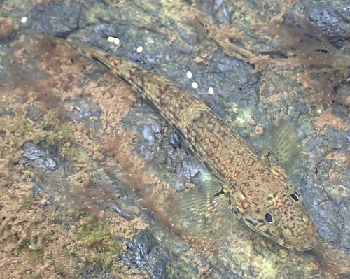 Celebes flathead goby (Glossogobius celebius) — Gobiidae — 4