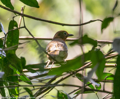 Geokichla piaggiae