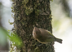 Phylloscopus umbrovirens