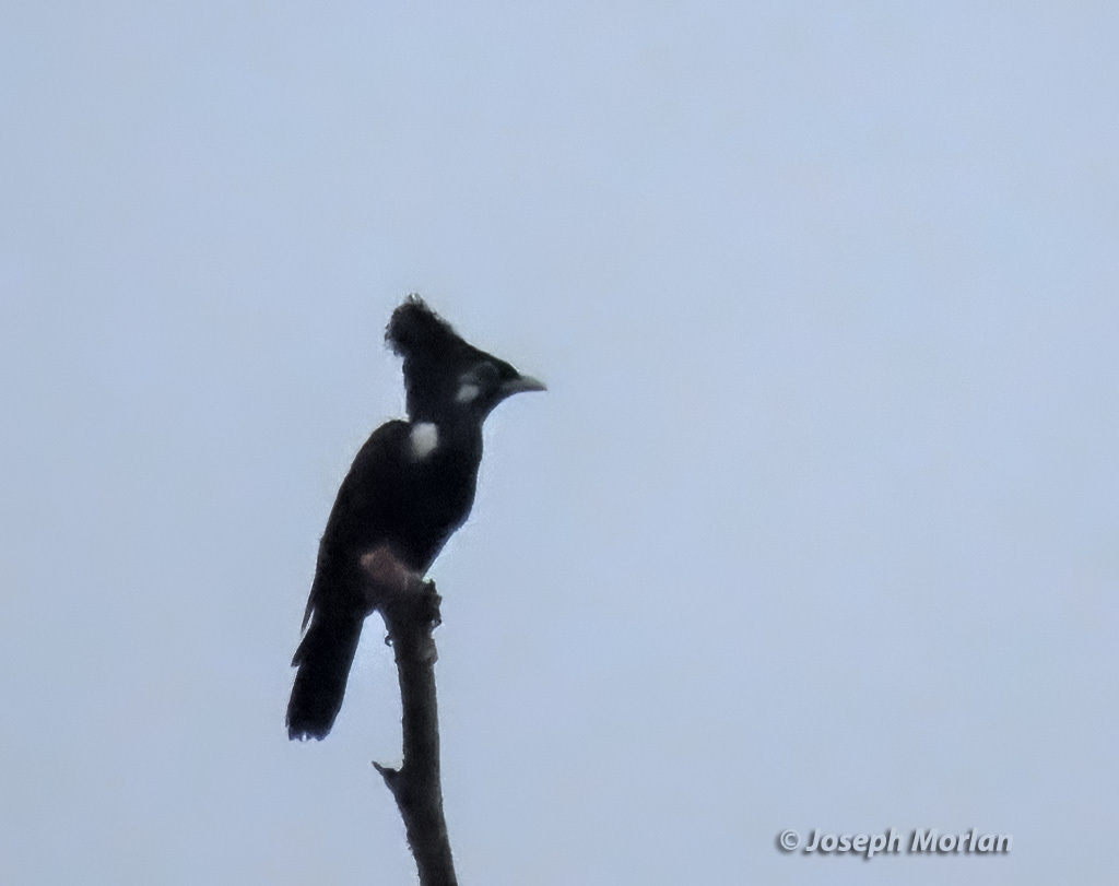 Long-crested Myna photo