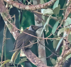 Seram Friarbird photo 2