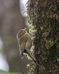 Phylloscopus umbrovirens