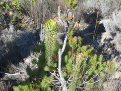 Leucadendron comosum comosum