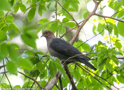 Eastern Bronze-naped Pigeon
