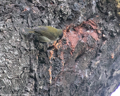 Cyanomitra verticalis