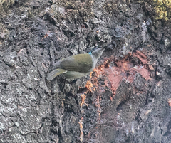 Cyanomitra verticalis