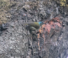 Cyanomitra verticalis