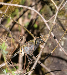 Cyanomitra verticalis