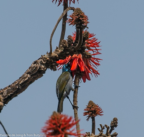 Green-headed Sunbird