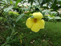Allamanda