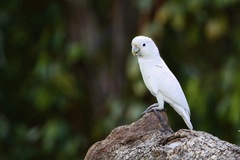 Tanimbar Corella photo 2