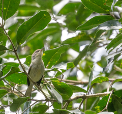 Apalis cinerea