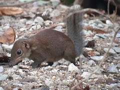 Tupaia glis