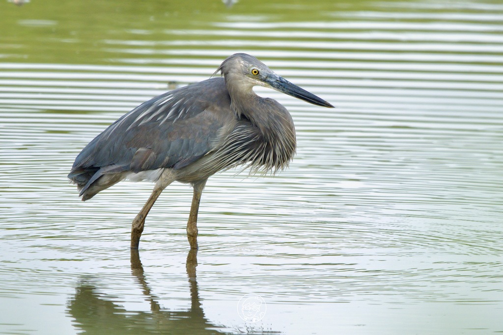 Great-Billed Heron