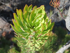 Leucadendron comosum comosum