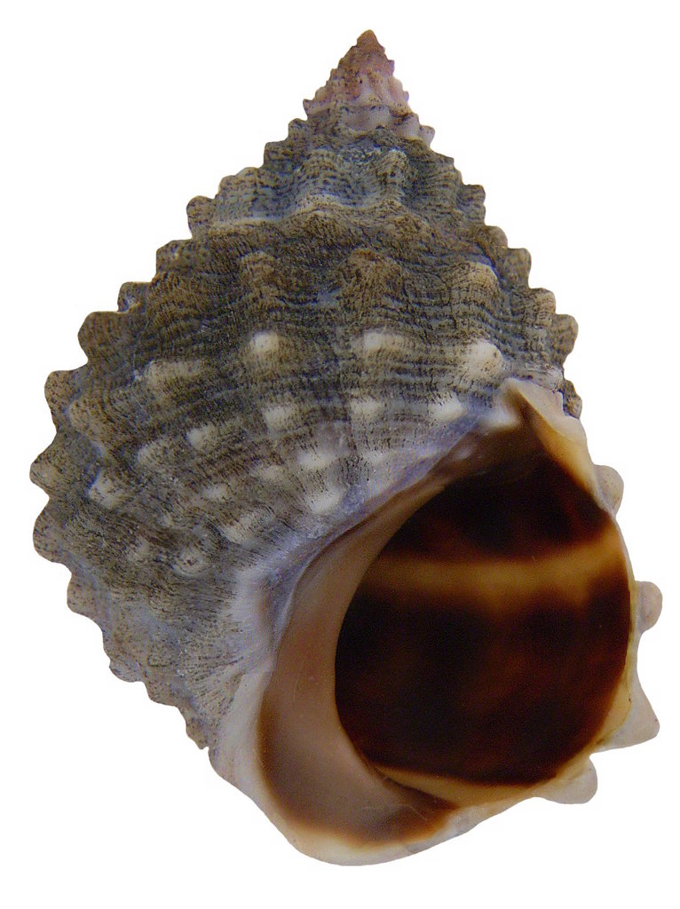 Common Periwinkle