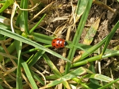 Gonioctena fornicata