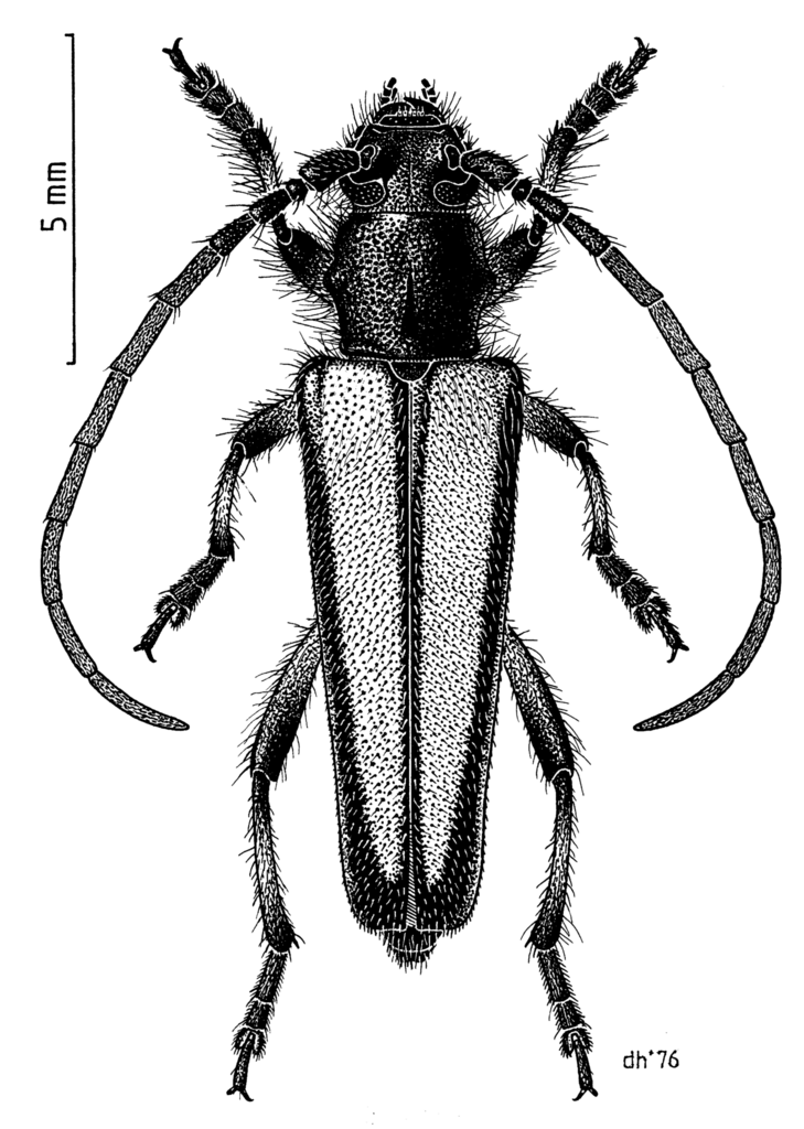Brounopsis deitzi