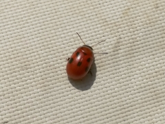 Gonioctena fornicata
