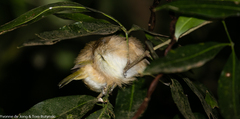 Phylloscopus umbrovirens