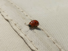 Gonioctena fornicata