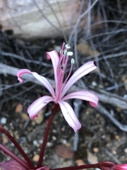 Brunsvigia striata