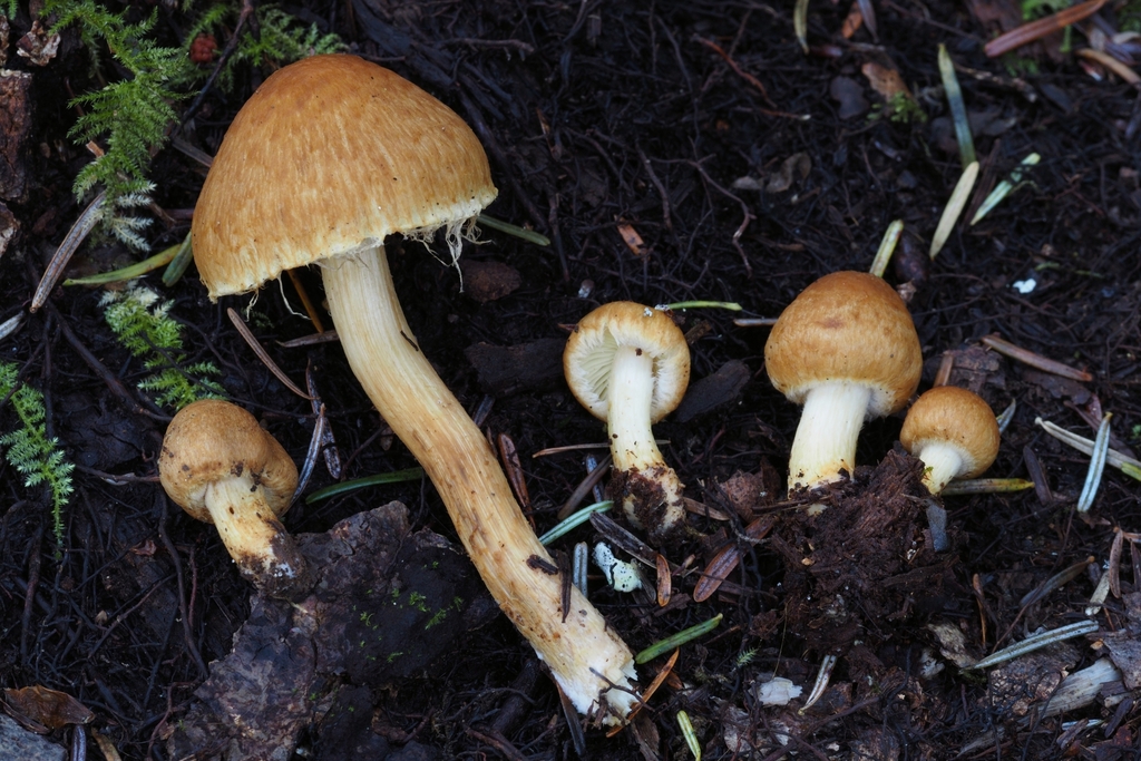 Inocybe olympiana